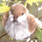 Save this Wren, handmade by Kosen in Germany! (Buy one!)