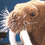 Kosen Walrus