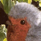 Kosen Robin Redbreast