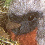 Kosen Garden Redstart