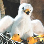 Kosen Bald Eagle Chick "Toni"