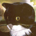 Kosen Black Cat (sitting)