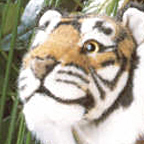 Kosen Tiger