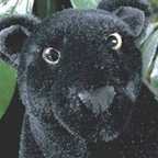 Kosen Panther
