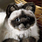 Kosen Burma Cat "Sina"