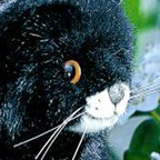 Kosen Cat "Mausi"