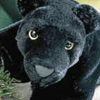 Kosen Panther "Nalini"