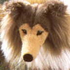 Kosen Collie (lying)