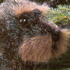 Kosen Dachshund "Zausel"