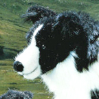 Kosen Border Collie "Mary"