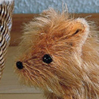 Kosen Norwich Terrier "Struppi"