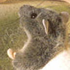 Kosen Brown & White  Barn Rat "Rasputin"