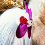 Kosen White Rooster