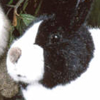 Kosen Dutch Rabbit
