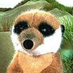 Kosen Meercat "Fritz"