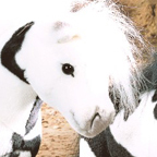 Kosen Horse "Schecke" (white)