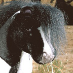 Kosen Horse Schecke (B&W)