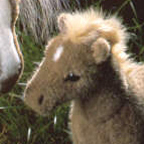 Kosen Halfinger Foal