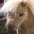 Kosen Brown Shetland Pony