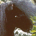 Kosen Mocca Shetland Pony