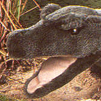 Kosen Crocodile