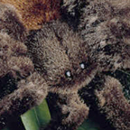 Kosen Tarantula
