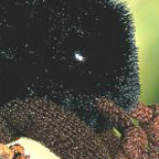 Kosen Cock Chafer "Kaile"