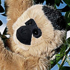 Kosen Small Gibbon "Maxi"