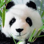 Kosen Limited Edition Giant Panda