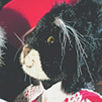 Kosen Fairy Tale World Musketeer - Tuxedo