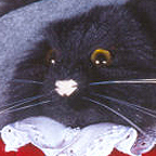 Kosen Fairy Tale World Small Musketeer - Small Black