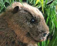 MARSH, STREAM, & POND ANIMALS