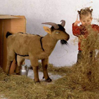 Kosen Studio Series Goat