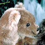 Kosen Limited Edition Grizzly Bear Cub