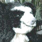 Kosen Limited Edition Spectacled Bear 