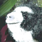 Kosen Limited Edition Spectacled Bear 