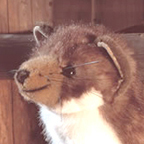 Kosen Beech Martin "Martin"