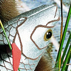 Kosen Fish "Rotfeder"