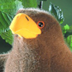 Kosen Bald Eagle "Selma"