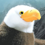 Kosen Bald Eagle "George"