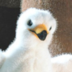 Kosen Bald Eagle Chick "Toni"