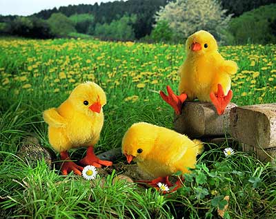 New from Kosen: Spring Chick "Piep Piep".