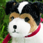 Jack Russell Terrier