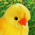Spring Chick "Piep Piep" 