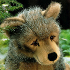 Wolf Cub