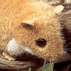 Kosen Common Doormouse