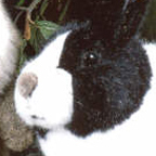 Kosen Dutch Rabbit