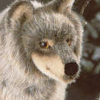 Kosen Wolf (standing)