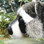 Kosen Small Racoon "Willi"