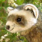 Kosen Polecat "Freddy"